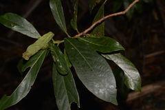 Litsea australis