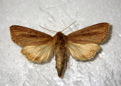 Nonagria typhae