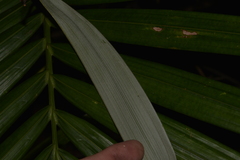 Archontophoenix alexandrae