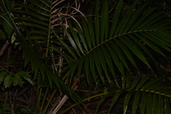 Archontophoenix alexandrae