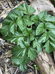 Angelica hirsutiflora