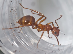 Notoncus spinisquamis