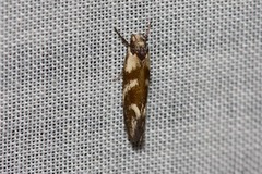 Lonchoptena episcota