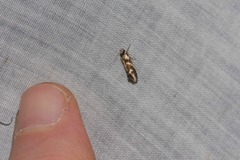 Lonchoptena episcota