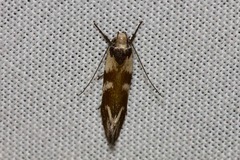 Lonchoptena episcota