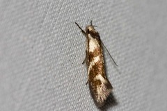 Lonchoptena episcota