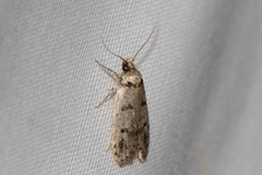 Scatochresis episema