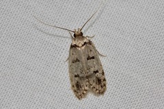 Scatochresis episema