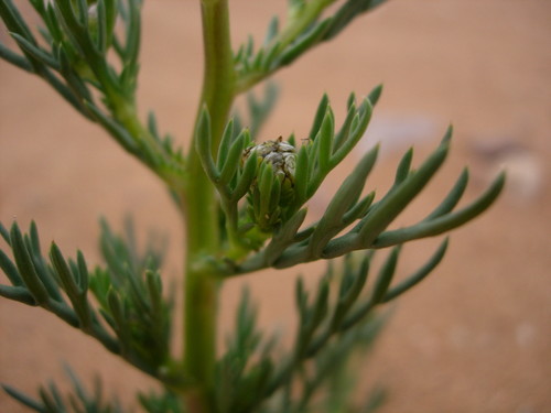 Endopappus image