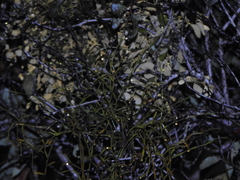 Viscum articulatum