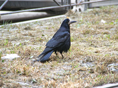 Corvus frugilegus