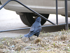 Corvus frugilegus