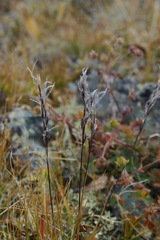 Ptilagrostis junatovii