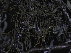 Viscum articulatum