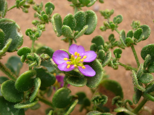 Fagonia latifolia