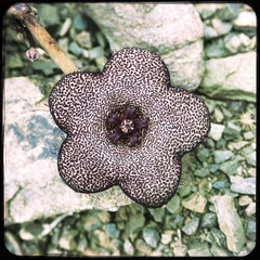 Tridentea parvipuncta