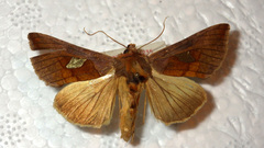 Autographa bractea