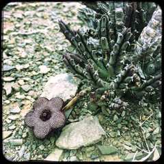 Tridentea parvipuncta