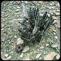 Tridentea parvipuncta