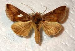 Autographa bractea