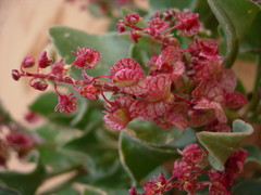Rumex simpliciflorus