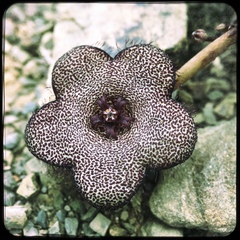 Tridentea parvipuncta