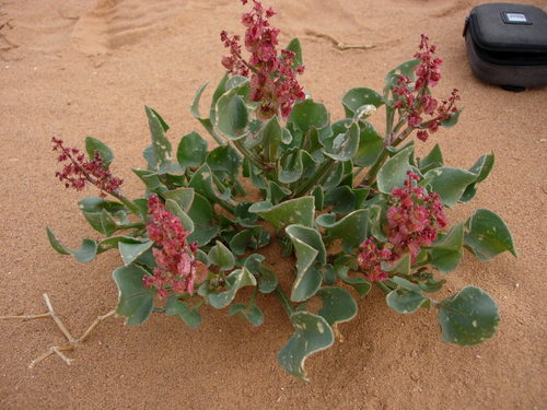 Rumex simpliciflorus