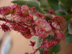 Rumex simpliciflorus