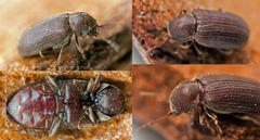 Hadrobregmus confusus