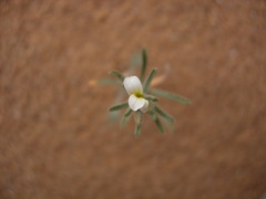 Eremobium aegyptiacum subsp. longisiliquum image