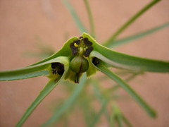 Euphorbia calyptrata image