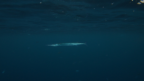 photo of Needlefishes (Belonidae)