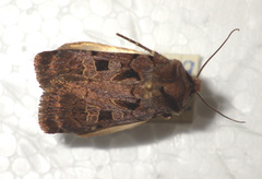 Chersotis andereggii