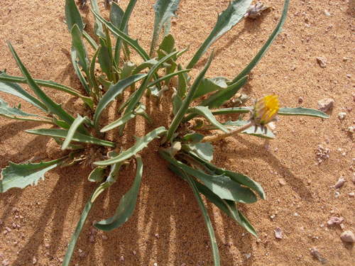 Tourneuxia variifolia image