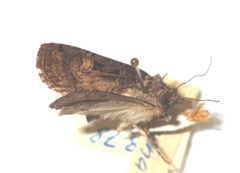 Opigena polygona