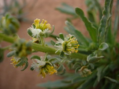 Reseda arabica image