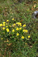 Ranunculus pseudohirculus