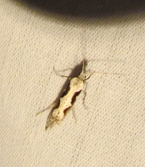 Rhigognostis interrupta