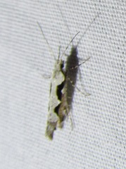 Rhigognostis interrupta