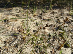 Carex arenaria