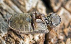 Hadrobregmus pertinax