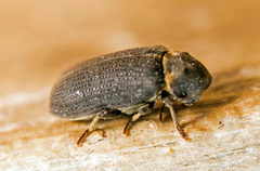 Hadrobregmus pertinax