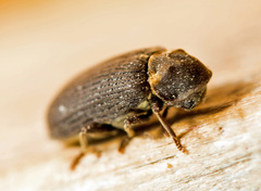 Hadrobregmus pertinax