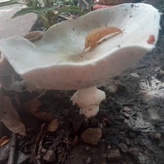 Fungi