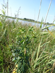 Euphorbia lucida