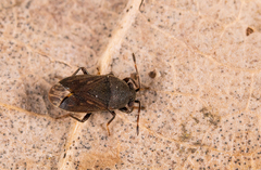 Stygnocoris fuligineus