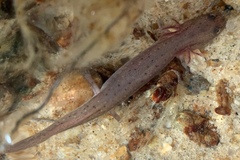 Pseudotriton montanus montanus