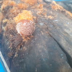 Fungi