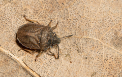 Podops inunctus