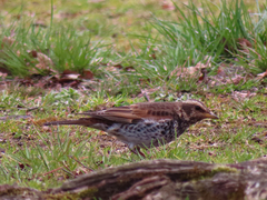 Turdus eunomus